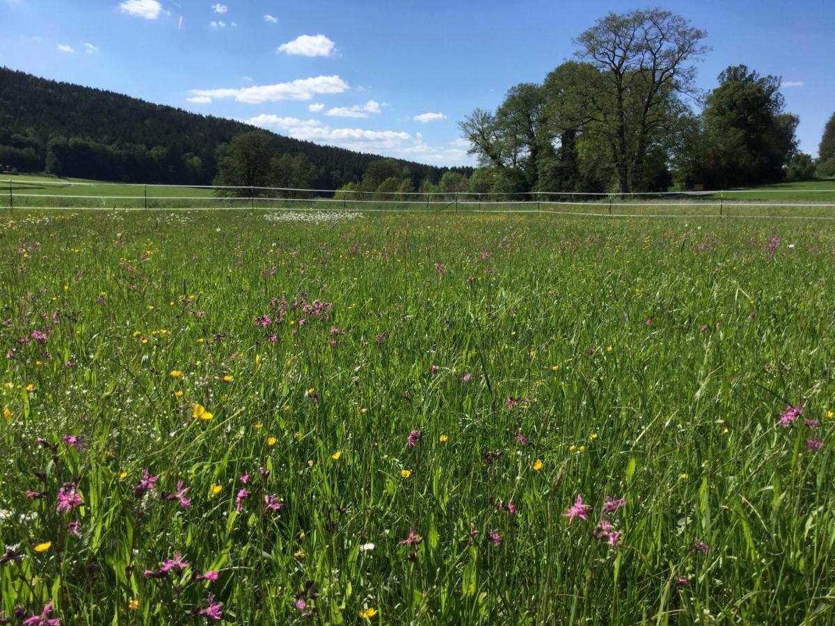 Haus Am Treffenbach Lägenhet Waldmünchen Exteriör bild